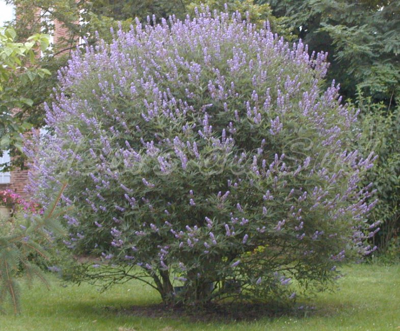 Vitex